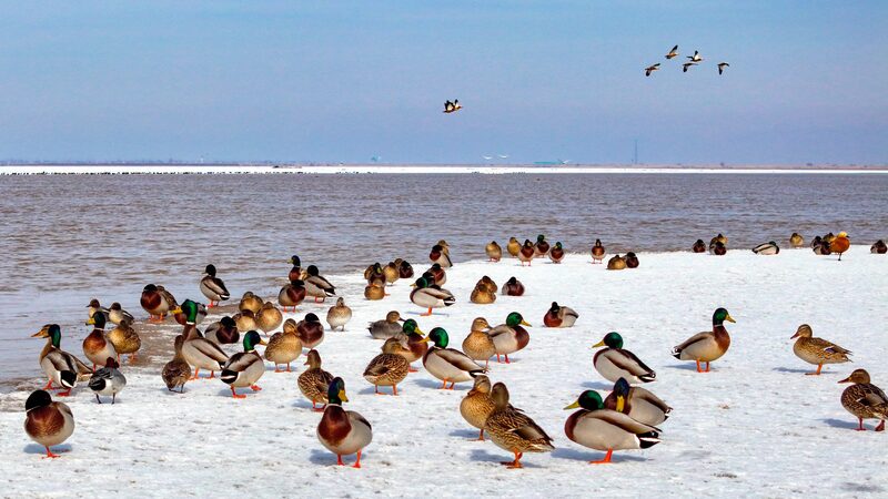 Migratory Marvel: Birds Light Up the Yellow River Migratory_Marvel__Birds_Light_Up_the_Yellow_River