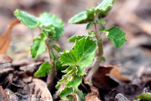 Nanomaterial Revolution: Boosting Plant Growth & Photosynthesis Nanomaterial_Revolution__Boosting_Plant_Growth___Photosynthesis