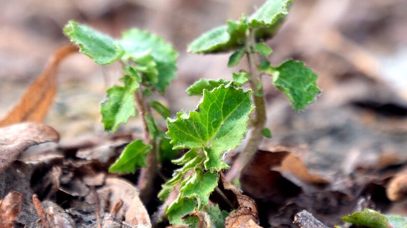 Nanomaterial_Revolution__Boosting_Plant_Growth___Photosynthesis - News for amigos, by amigos Nanomaterial_Revolution__Boosting_Plant_Growth___Photosynthesis