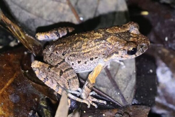 New Amphibian Discovery in Hunan Brightens Biodiversity! New_Amphibian_Discovery_in_Hunan_Brightens_Biodiversity_