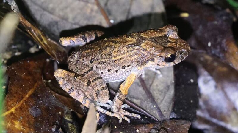 New_Amphibian_Discovery_in_Hunan_Brightens_Biodiversity_ - News for amigos, by amigos New_Amphibian_Discovery_in_Hunan_Brightens_Biodiversity_