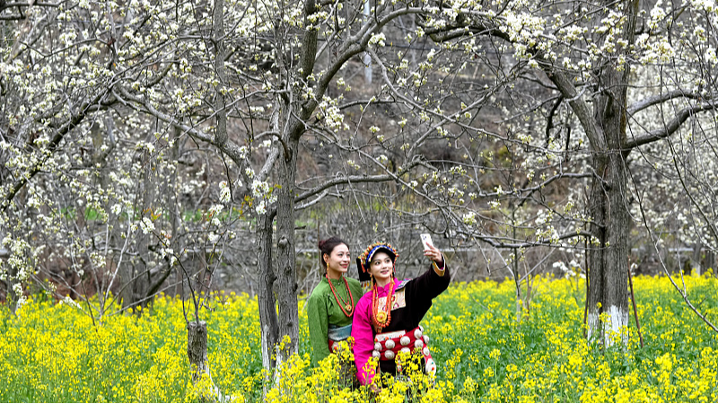 Pear_Blossoms_Sparkle_in_Rural_Sichuan_Village
