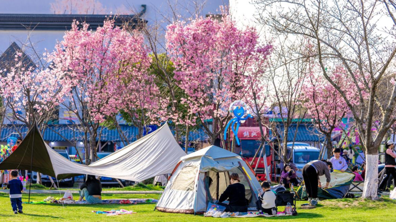 Pinghu_Blooms__Cherry_Blossom_Magic_This_Spring - News for amigos, by amigos Pinghu_Blooms__Cherry_Blossom_Magic_This_Spring
