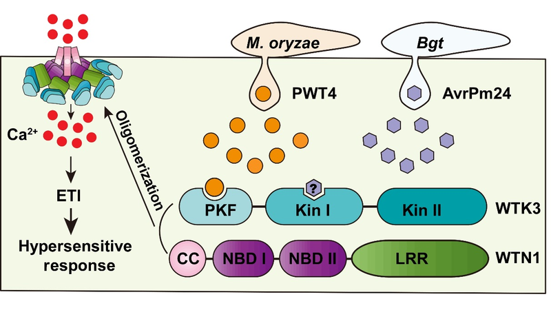 Wheat’s Secret Defense: Novel Tandem Kinase Mechanism Fights Fungi