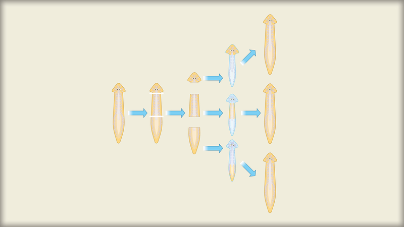 S8FKOADZ02QJC12ZPKSM - News for amigos, by amigos Planaria’s Regenerative Journey: Space Lab Experiment Unveiled