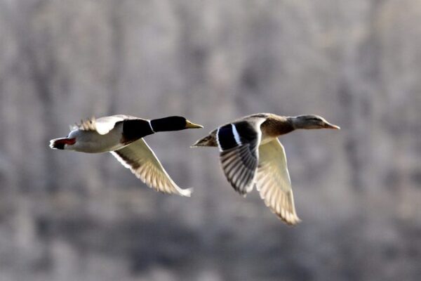 Spring Awakening: Migratory Birds Return to the Chinese Mainland Spring_Awakening__Migratory_Birds_Return_to_the_Chinese_Mainland video poster