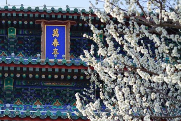 Spring_Awakens_in_Beijing__Jingshan_Park_Blooms