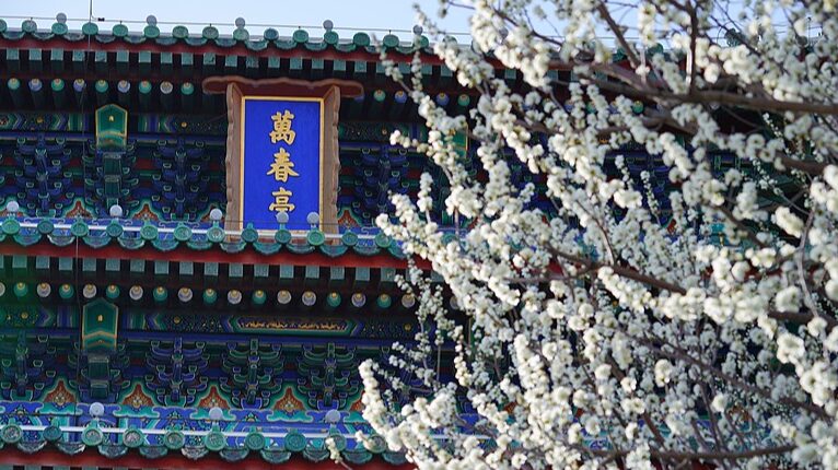 Spring_Awakens_in_Beijing__Jingshan_Park_Blooms