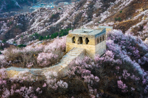 Spring Blossoms Enchant the Great Wall Spring_Blossoms_Enchant_the_Great_Wall