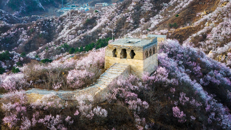 Spring_Blossoms_Enchant_the_Great_Wall - News for amigos, by amigos Spring_Blossoms_Enchant_the_Great_Wall