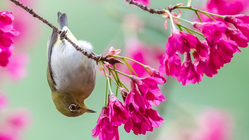 Spring_Magic__Swinhoe_s_White_eye_Dances_Amid_Cherry_Blossoms - News for amigos, by amigos Spring_Magic__Swinhoe_s_White_eye_Dances_Amid_Cherry_Blossoms