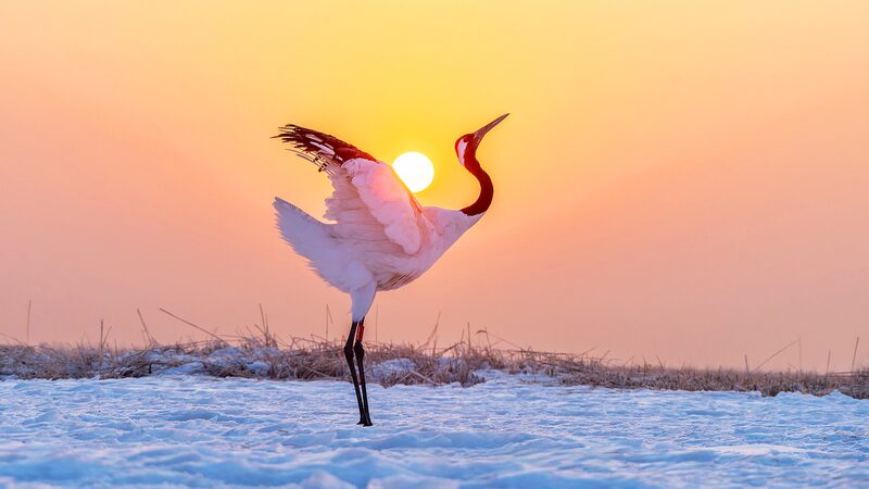 Springtime_Ballet__Red_Crowned_Cranes_Captivate_in_Qiqihar