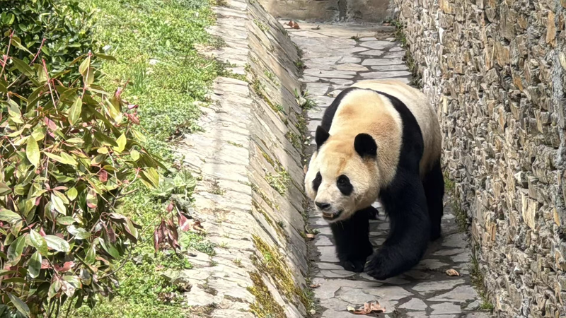 TMLIT4YM89Q7KT8JTDEC - News for amigos, by amigos Giant Panda Fu Bao’s Playful Comeback at Wolong Base