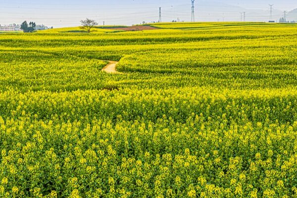 Vibrant Canola Blooms Light Up SW Yunnan Vibrant_Canola_Blooms_Light_Up_SW_Yunnan video poster
