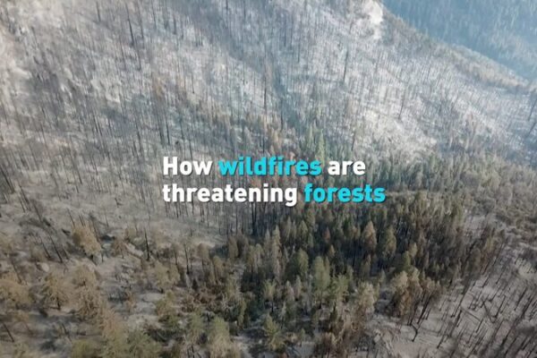 Wildfires_Ravaging_Forests_on_International_Forest_Day video poster
