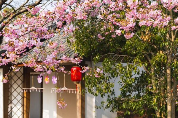 Wuxi_Blooms__International_Cherry_Blossom_Festival_Delights