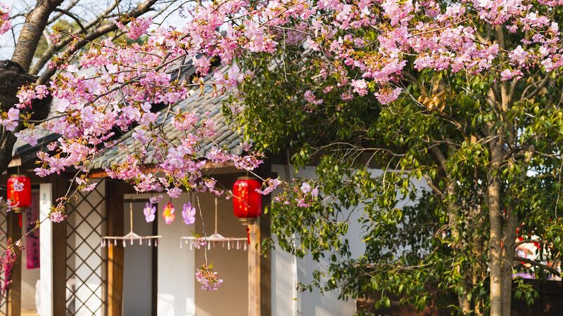 Wuxi_Blooms__International_Cherry_Blossom_Festival_Delights - News for amigos, by amigos Wuxi_Blooms__International_Cherry_Blossom_Festival_Delights