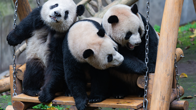A Day in the Life of Chongqing’s Giant Panda