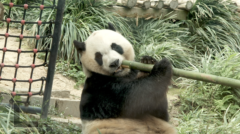 Macao’s Panda Pavilion Captivates Global Crowds Macao’s Panda Pavilion Captivates Global Crowds video poster