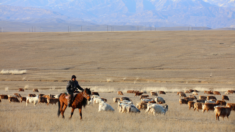 Altay_s_Pastures_Burst_to_Life_with_1M__Grazing_Livestock