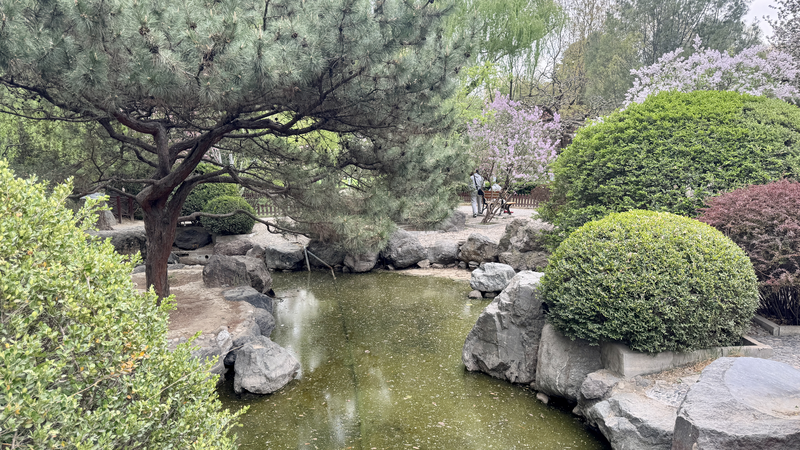 Beijing_Park_Blossoms__Bamboo___Cherry_Blossoms_Unite_poster - News for amigos, by amigos Beijing_Park_Blossoms__Bamboo___Cherry_Blossoms_Unite video poster