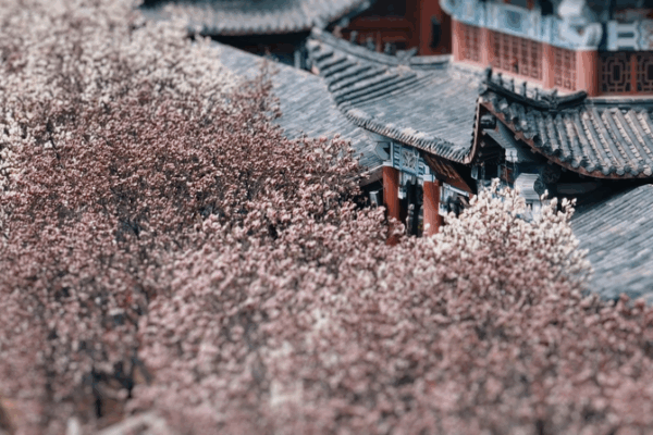 Blooming Beauty: Qinhuangdao’s Dual Floral Festival Blooming_Beauty__Qinhuangdao_s_Dual_Floral_Festival video poster