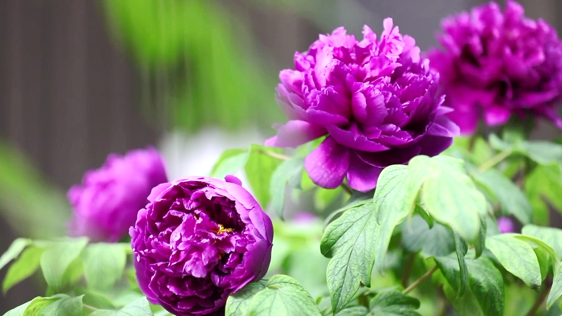 Blooming Bridges: 2025 Peony Forum Unites Cultures Blooming_Bridges__2025_Peony_Forum_Unites_Cultures video poster