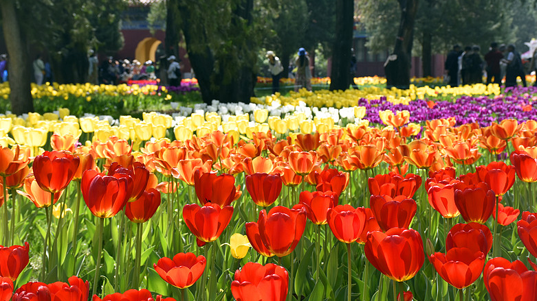 Blooming_Tulips_Light_Up_Beijing_s_Spring_Festival