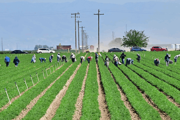 California Farmers Face Crisis Amid New Tariff Shocks California_Farmers_Face_Crisis_Amid_New_Tariff_Shocks