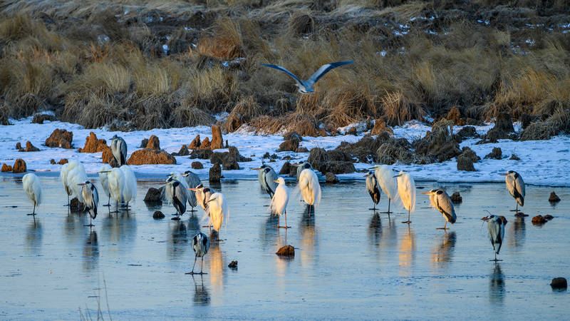 Celebrity_Li_Xian_Ignites_Bird_Conservation_Passion