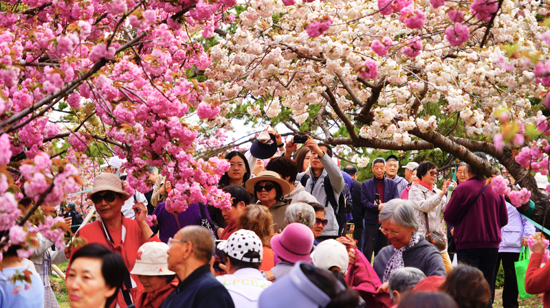 Cherry_Blossoms_at_Their_Peak_in_Beijing_s_Yuyuantan_Park - News for amigos, by amigos Cherry_Blossoms_at_Their_Peak_in_Beijing_s_Yuyuantan_Park