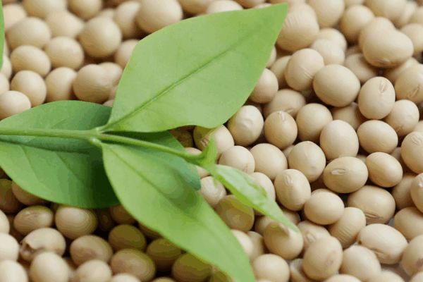 China_Halts_U_S__Soy___Corn_Imports_Amid_Trade_Shift