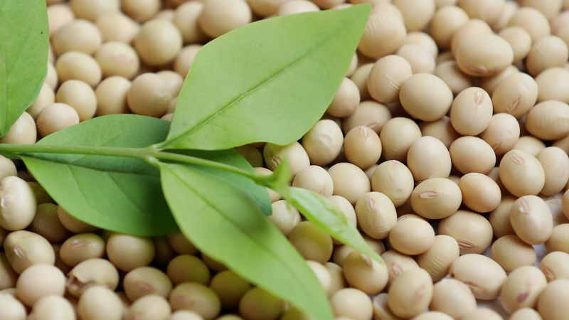 China_Halts_U_S__Soy___Corn_Imports_Amid_Trade_Shift - News for amigos, by amigos China_Halts_U_S__Soy___Corn_Imports_Amid_Trade_Shift