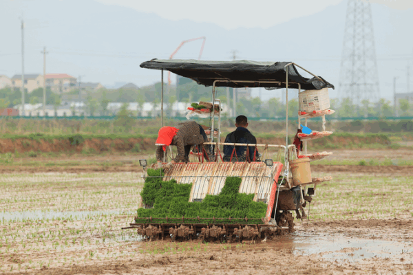 China_Sets_Sights_on_Record_Grain_Output_in_2025_