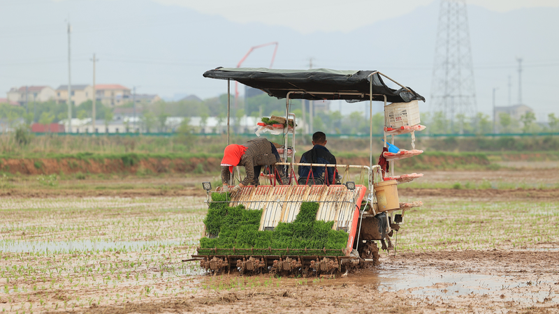 China_Sets_Sights_on_Record_Grain_Output_in_2025_