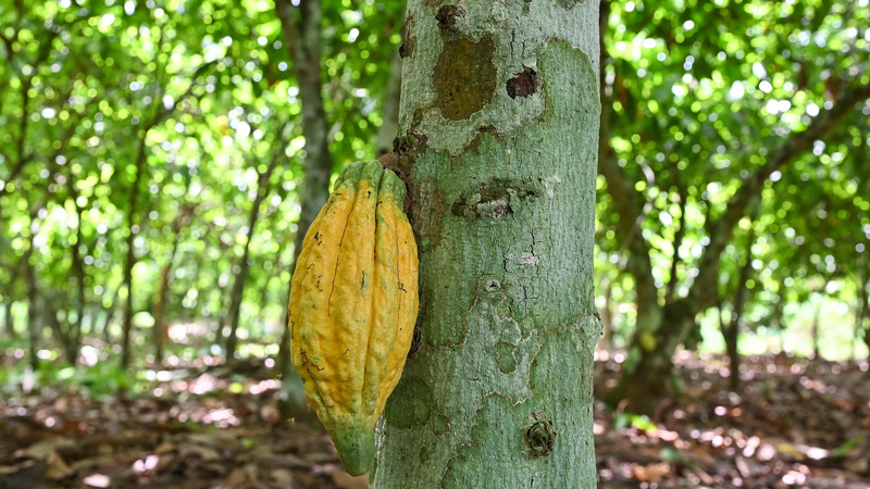 Cocoa_Crisis__Cote_d_Ivoire_Farmers_Fear_New_21__U_S__Tariff