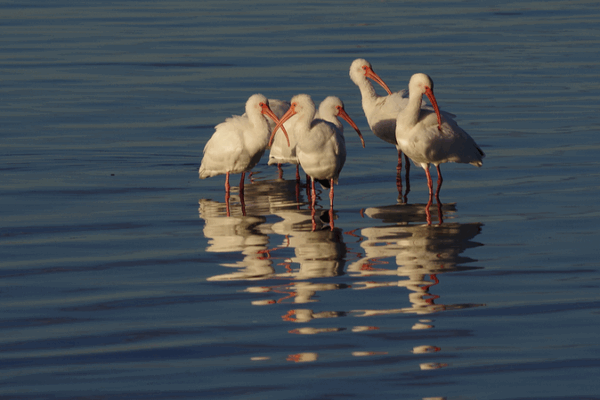 Crested Ibis: Oriental Gem’s Breeding Triumph Crested_Ibis__Oriental_Gem_s_Breeding_Triumph video poster