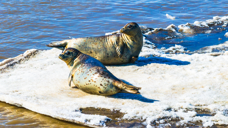 DTIJDEPX8A6MLOSJ1W9S - News for amigos, by amigos Spotted Seals Thrive in the Chinese Mainland’s Wetlands