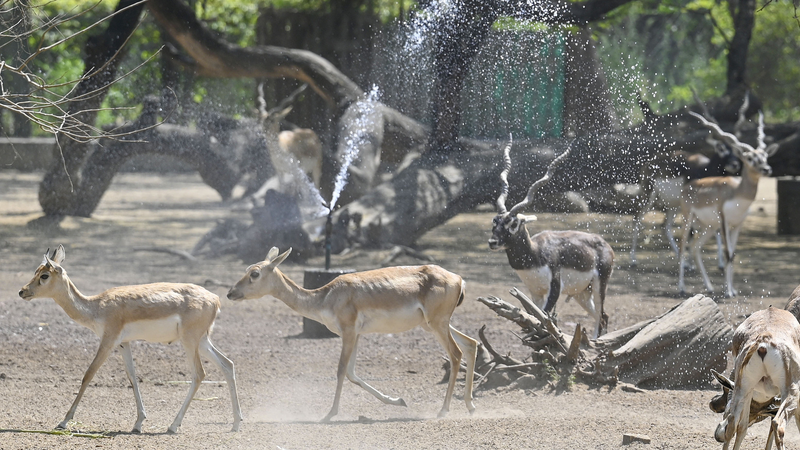 Delhi_Sizzles_as_Record_Heatwave_Strikes_Ahead_of_Summer - News for amigos, by amigos Delhi_Sizzles_as_Record_Heatwave_Strikes_Ahead_of_Summer