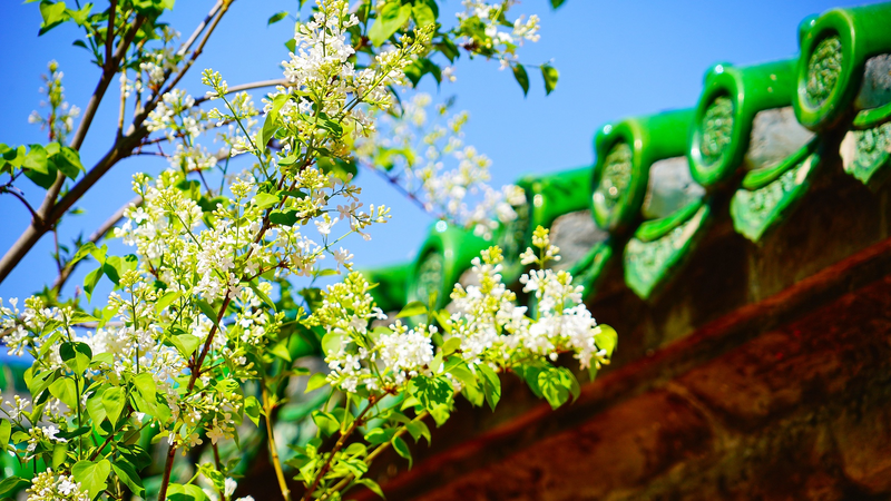 Digital_Qingming__Eco_Friendly_Tech_Revives_Tradition - News for amigos, by amigos Digital_Qingming__Eco_Friendly_Tech_Revives_Tradition