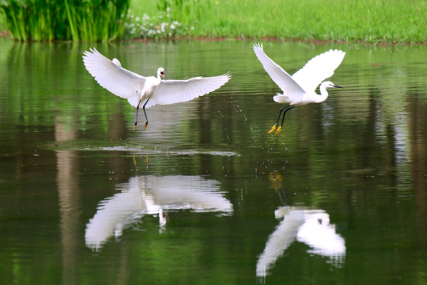 Egrets Illuminate Yunnan Wetland Revival Egrets_Illuminate_Yunnan_Wetland_Revival