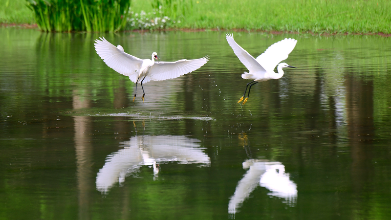 Egrets_Illuminate_Yunnan_Wetland_Revival