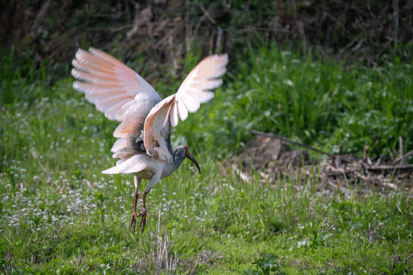 Enchanting Revival: Crested Ibis Breeding in the Chinese mainland Enchanting_Revival__Crested_Ibis_Breeding_in_the_Chinese_mainland video poster