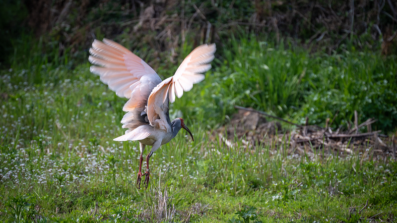 Enchanting_Revival__Crested_Ibis_Breeding_in_the_Chinese_mainland video poster