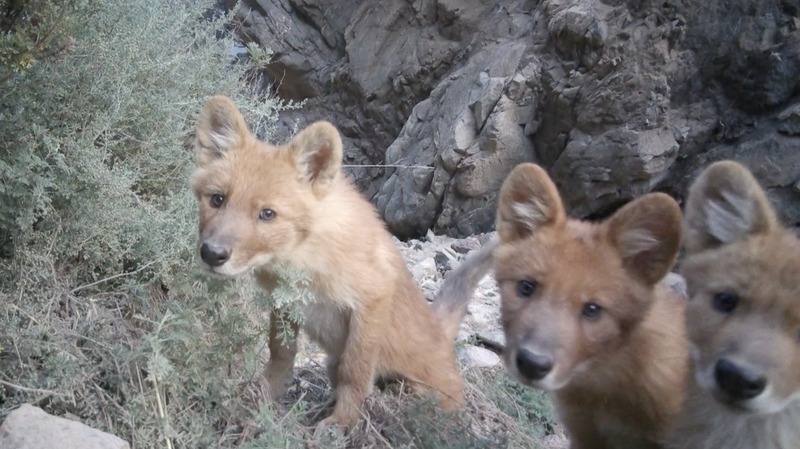 Epic_HD_Footage__Dholes_Roam_Qinghai_Wilderness video poster