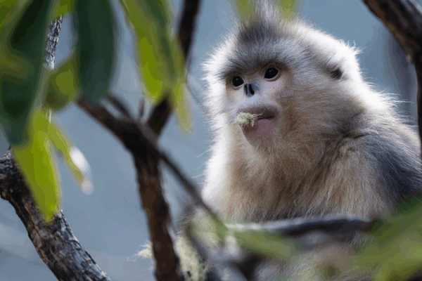 Explore Rare Wildlife: CGTN’s Interactive Earth Day Launch Explore_Rare_Wildlife__CGTN_s_Interactive_Earth_Day_Launch