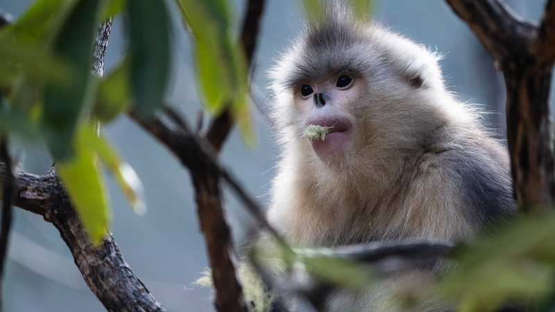 Explore_Rare_Wildlife__CGTN_s_Interactive_Earth_Day_Launch - News for amigos, by amigos Explore_Rare_Wildlife__CGTN_s_Interactive_Earth_Day_Launch