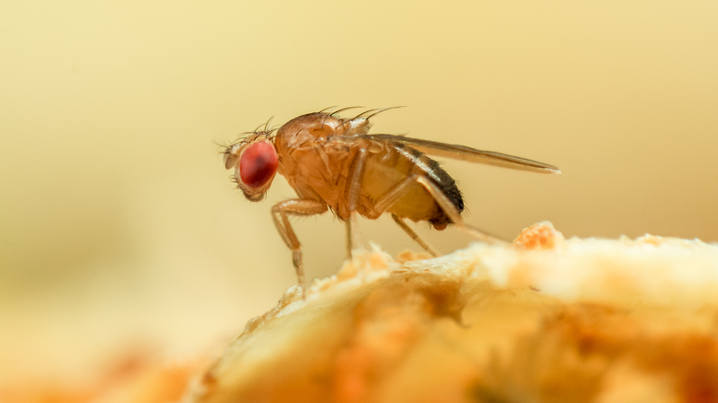 Fruit Flies Return from China’s Space Station: Unlocking Space Secrets Fruit_Flies_Return_from_China_s_Space_Station__Unlocking_Space_Secrets