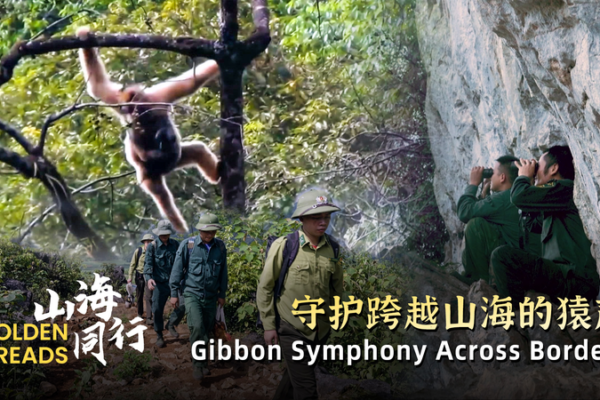Golden Gibbons: A Cross-Border Conservation Triumph Golden_Gibbons__A_Cross_Border_Conservation_Triumph video poster