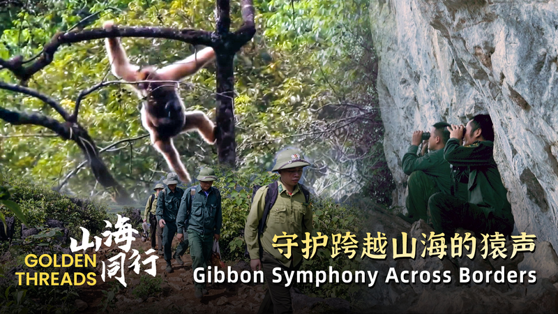 Golden_Gibbons__A_Cross_Border_Conservation_Triumph_poster - News for amigos, by amigos Golden_Gibbons__A_Cross_Border_Conservation_Triumph video poster